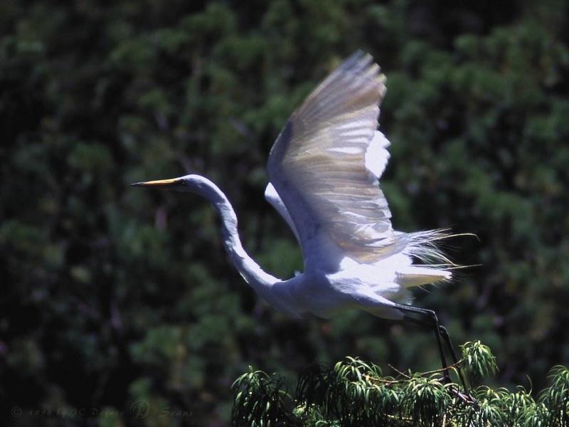 egret7l-Large Egret-starts flight from tree.jpg