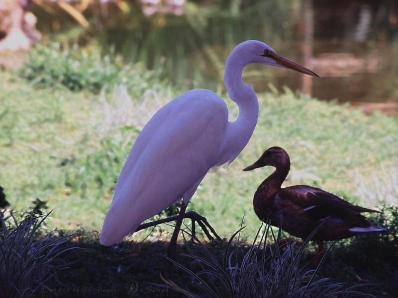 FEgrduck-Large Egret.jpg