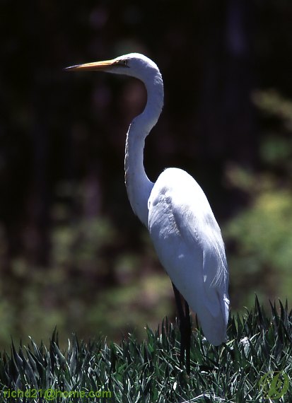 F Large Egret 6.jpg