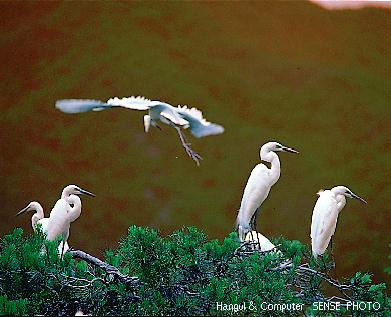 HNC-animal11-Large Egrets-Flock on pine tree.jpg