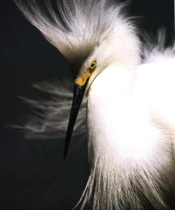 panache-Egret-face closeup-by Joel Williams.jpg