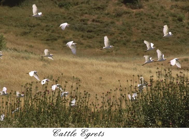 61ctegrt-Cattle egrets-flock starts flight.jpg
