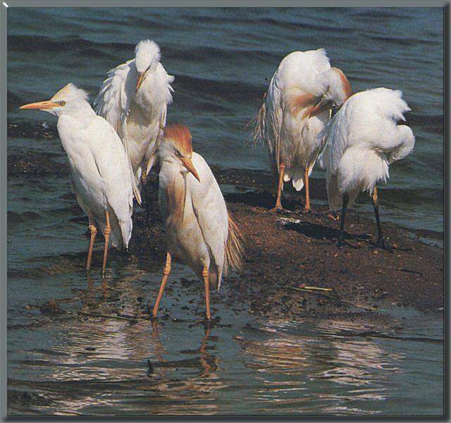 Cattle Egrets 01-flock on sea shore.jpg