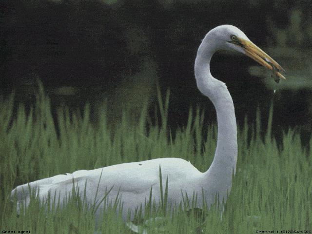 bird041-Great Egret-Foraging in swamp.jpg