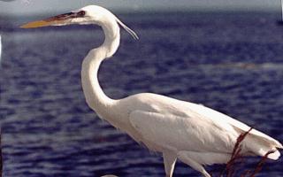 bird077-Great Egret-On Shore.jpg