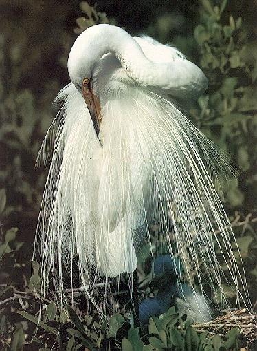 Egret4-Great Egret-cleaning feather.jpg