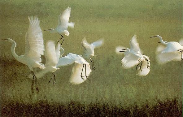 Great Egrets-Flock starts flight.jpg