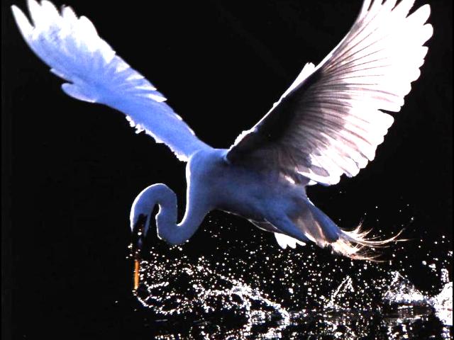 swan-Large Egret-starts flight-by Joel Williams.jpg