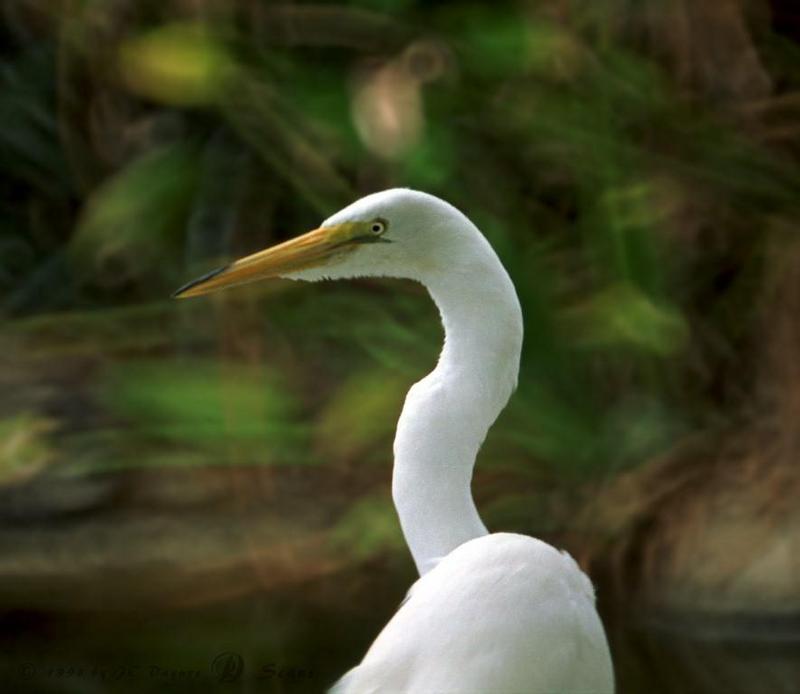 wap07l-Great Egret-in San Diego Wild Animal Park.jpg