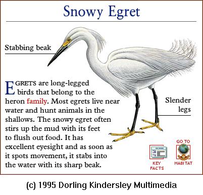 DKMMNature-Bird-Snowy Egret.gif