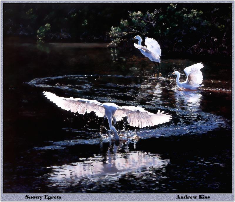 p-bwa-31-Snowy Egrets-foraging-Painting by Andrew Kiss.jpg