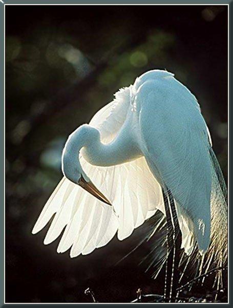 Snowy Egret 03-Cleaning feathers.jpg