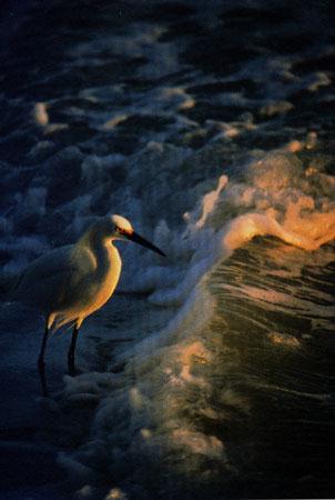 Snowy Egret In Sea Shore.jpg