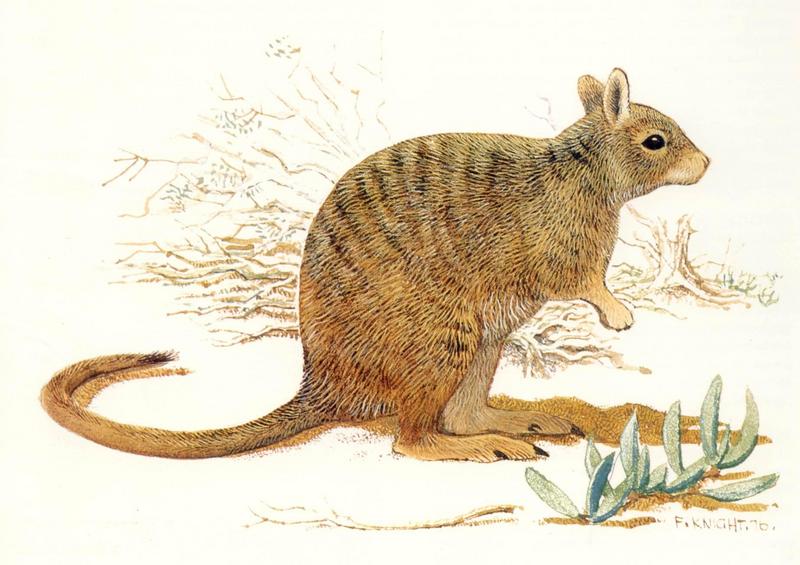 AES oz 007 Banded Hare wallaby - lagostrophus fasciatus.jpg