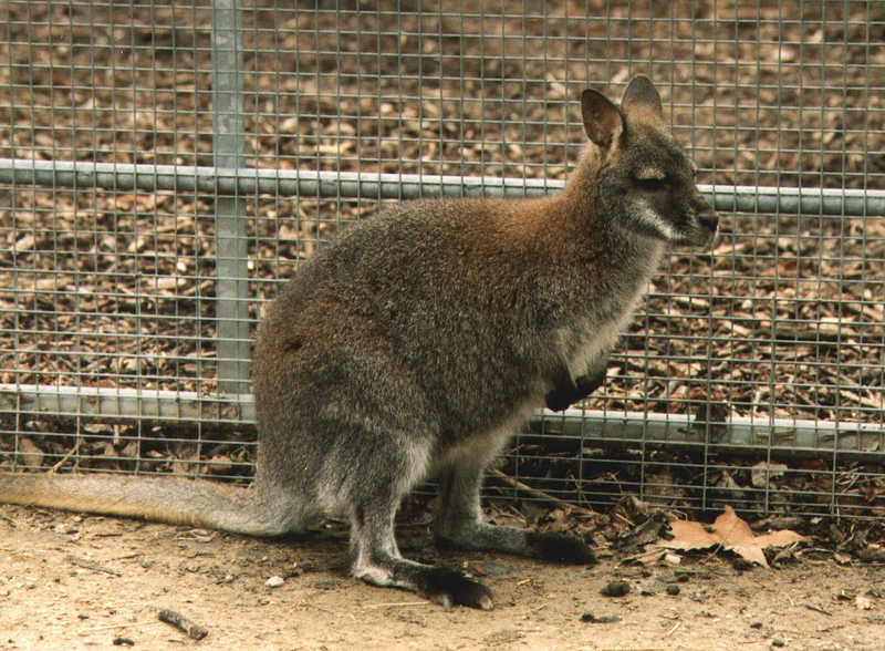 wallaby-Bennett\'s Wallaby-at London Zoo.jpg