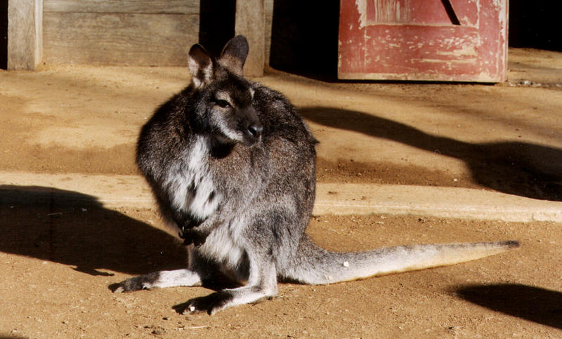 Wallaby2-Bennett\'s Wallaby-on ground at London Zoo.jpg