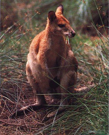 Red-Necked Wallaby-Leaf Dinner.jpg