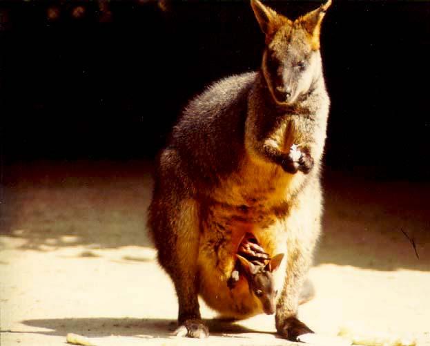 Swamp Wallaby-Australia-mom and baby.jpg