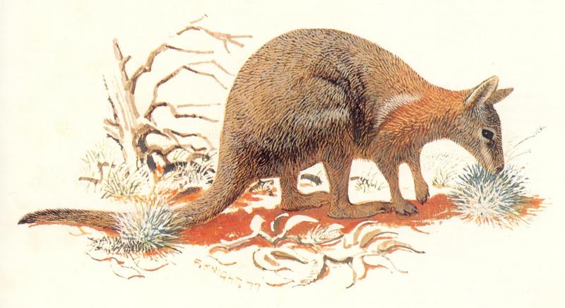 AES oz 006 Cresent nail-tailed wallaby - onycnogalea lunata.jpg