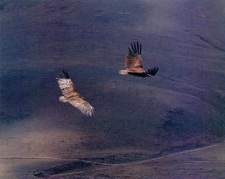 lj Cinerous Vultures-Mongolian Steppe.jpg