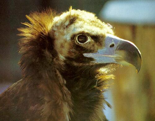 raisakot-Eurasian Black Vulture-Head.jpg