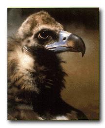 Bruno-Eurasian Black Vulture-Face Closeup.jpg