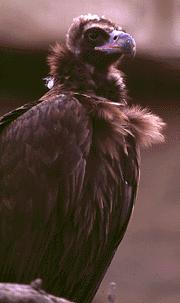 Cinereous Eurasian Black Vulture-Portrait.jpg