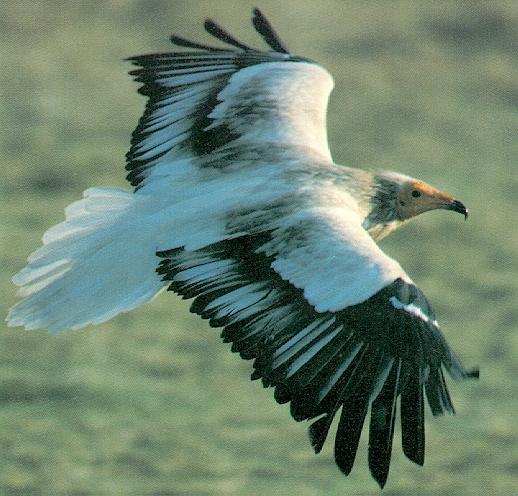 Egyptian vulture-in flight-closeup.jpg