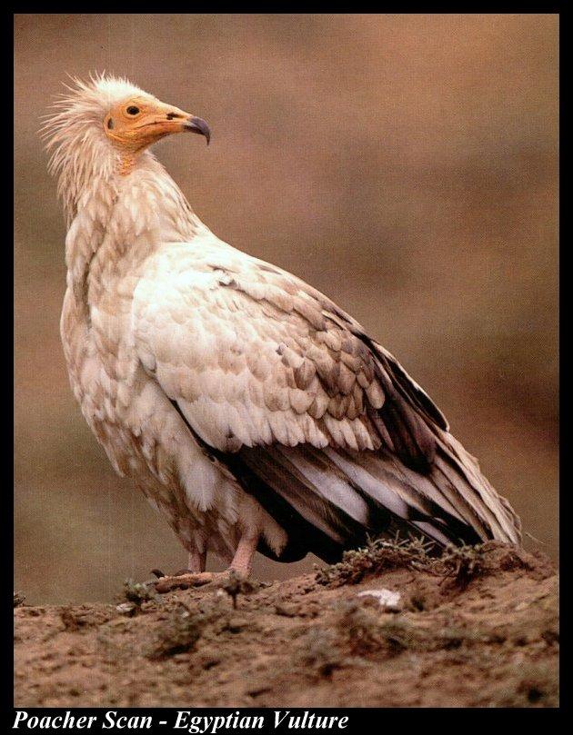 Wb073-Egyptian Vulture-looks back.jpg