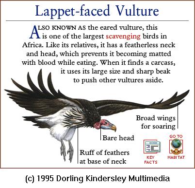 DKMMNature-Bird Of Prey-Lappet-faced Vulture.gif