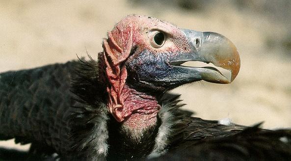 Pardosa birds Lappet-faced vulture 040-closeup.jpg