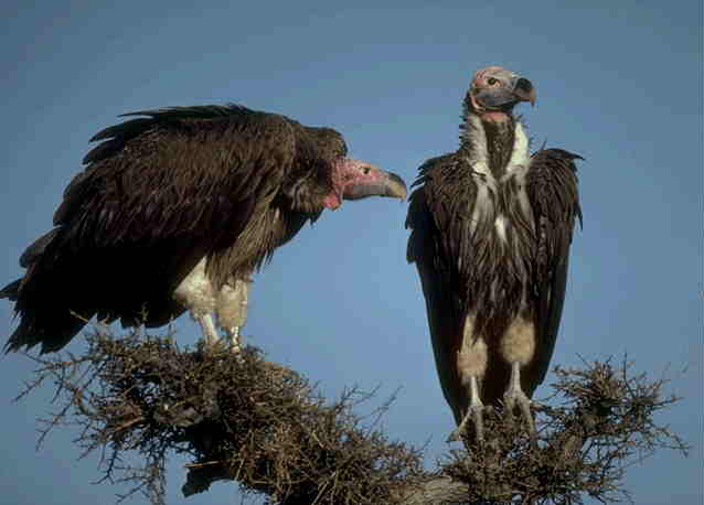 vult lp-Lappet-faced Vultures.jpg