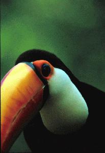 Toucan-face closeup.jpg