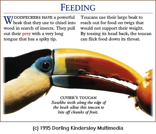 DKMMNature-Cuvier\'s Toucan-Feeding Fruit.gif