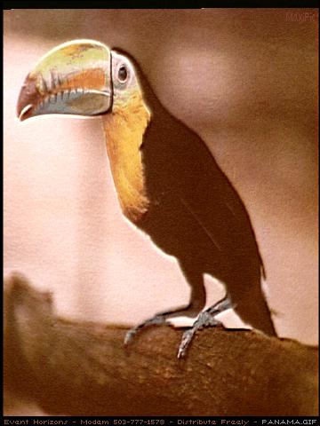 bird004-Keel-billed Toucan-Panama Great beak.jpg