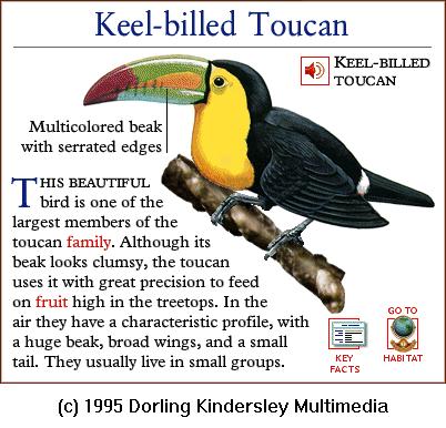 DKMMNature-Keel-billed Toucan.gif