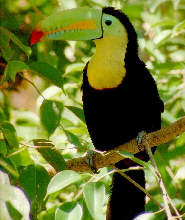 toucan-Keel-billed Toucan-sitting on forest branch.jpg