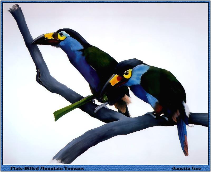 p-bwa-06-Plate-billed Mountain Toucans-Painting by Janetta Gee.jpg