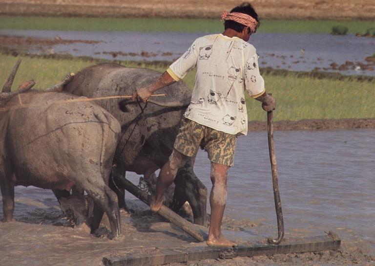 Worker-with 2 Cows-Asian Water Buffalos.jpg