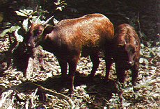 Water Buffalo-Bubalus quarlesi 2-Mountain Anoa-mom and young.jpg