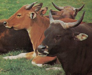 Banteng-Javan Wild Cow-Bos javanicus 1-resting on grass-closeup.jpg