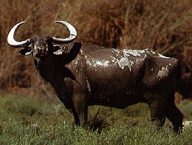 Kerabau Water Buffalo-Bubalus bubalis 1-on grass.jpg