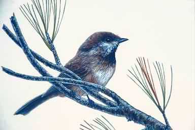 Bird Painting-Chickadee-perching on pine branch.jpg