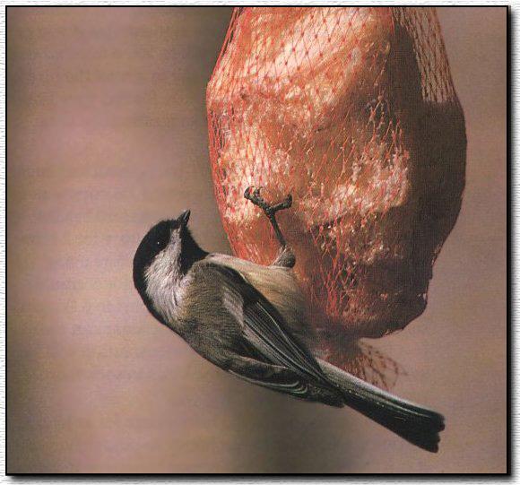 Black-capped Chickadee 05-Grabbing-The-Bird Feeder.jpg