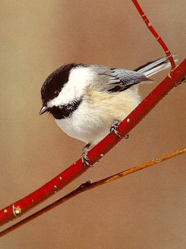 Black-capped Chickadee-On Red Branch looking down.jpg