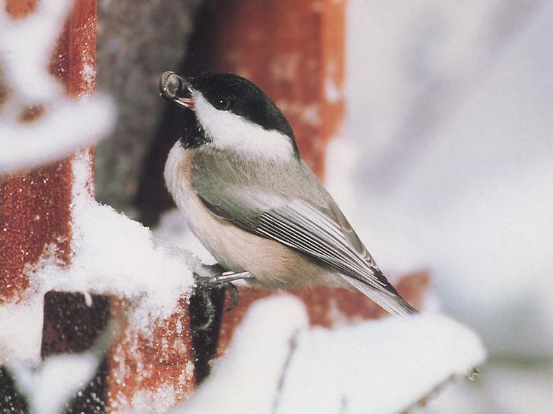 Carolina Chickadee 05-Snow-Nut in beak.jpg