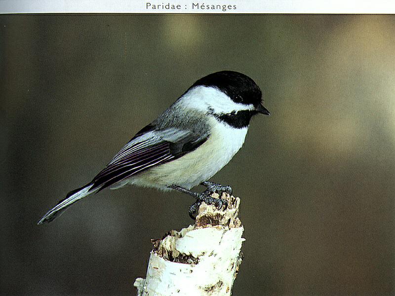 Ds-Oiseau 008-Carolina Chickadee-perching log tip.jpg