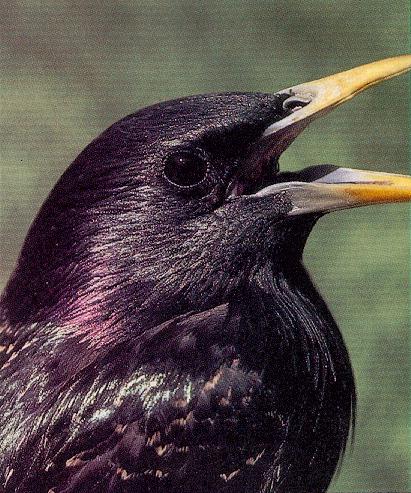 blackBird-starling.jpg