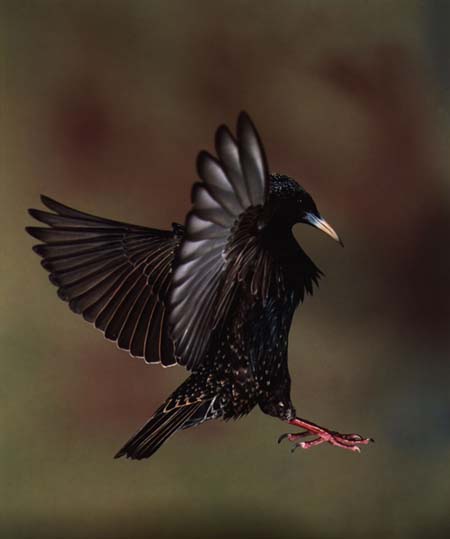 BlackBird-Starling-About To Landing.jpg