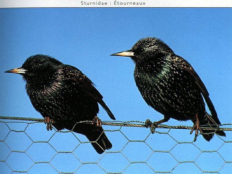 Ds-Oiseau 014-Common Starlings-pair on fence.jpg